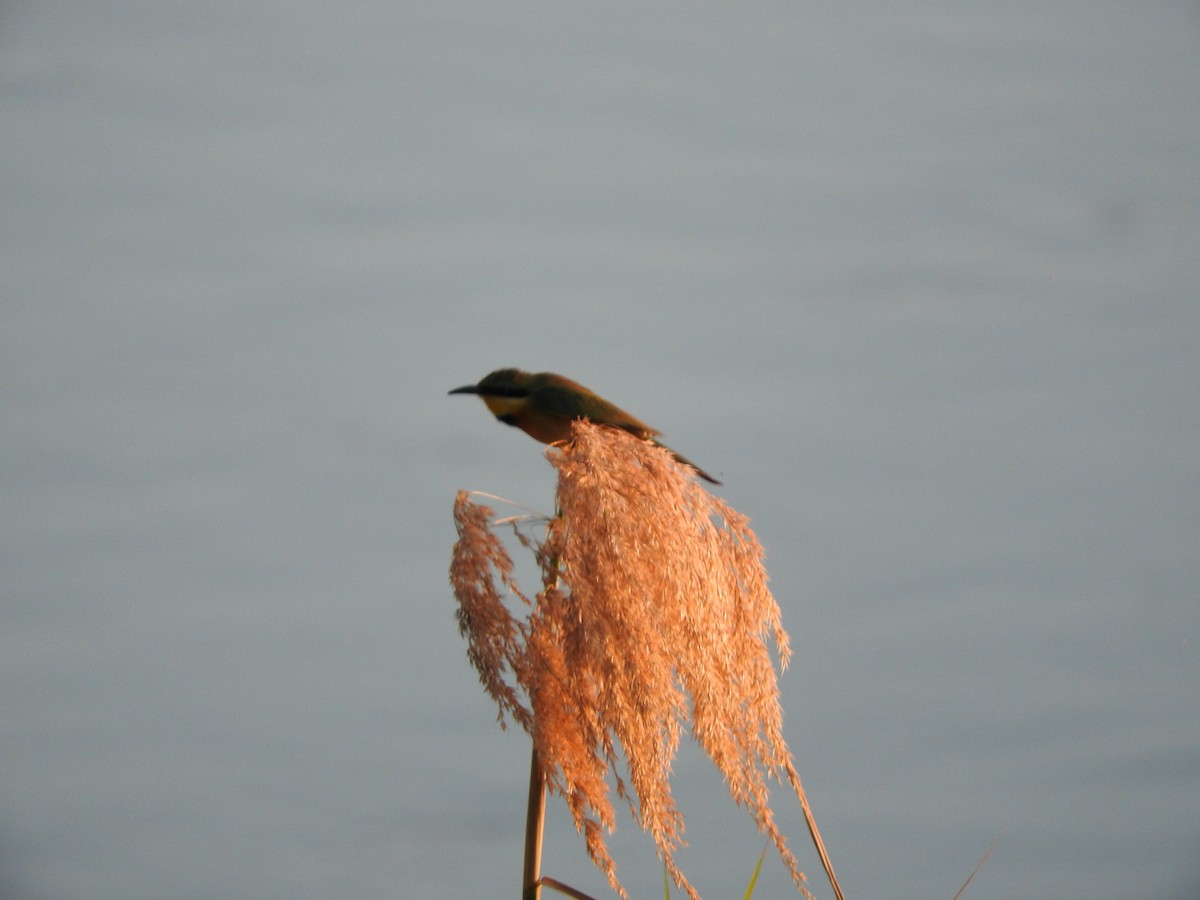 Little Bee-eater - ML644520326