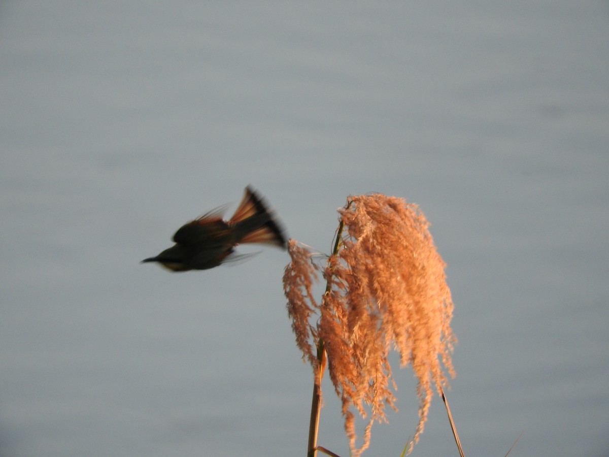 Little Bee-eater - ML644520327