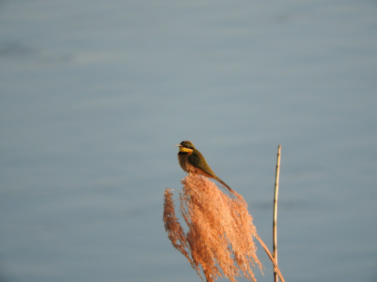 Little Bee-eater - ML644520328