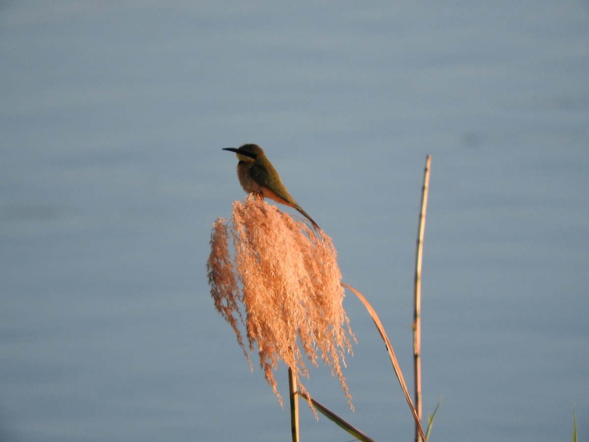 Little Bee-eater - ML644520329