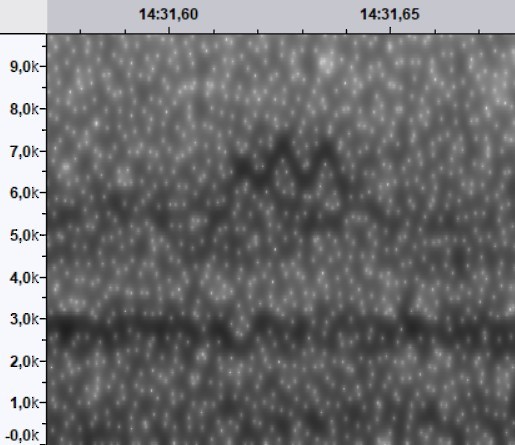 new world warbler sp. - ML644520332