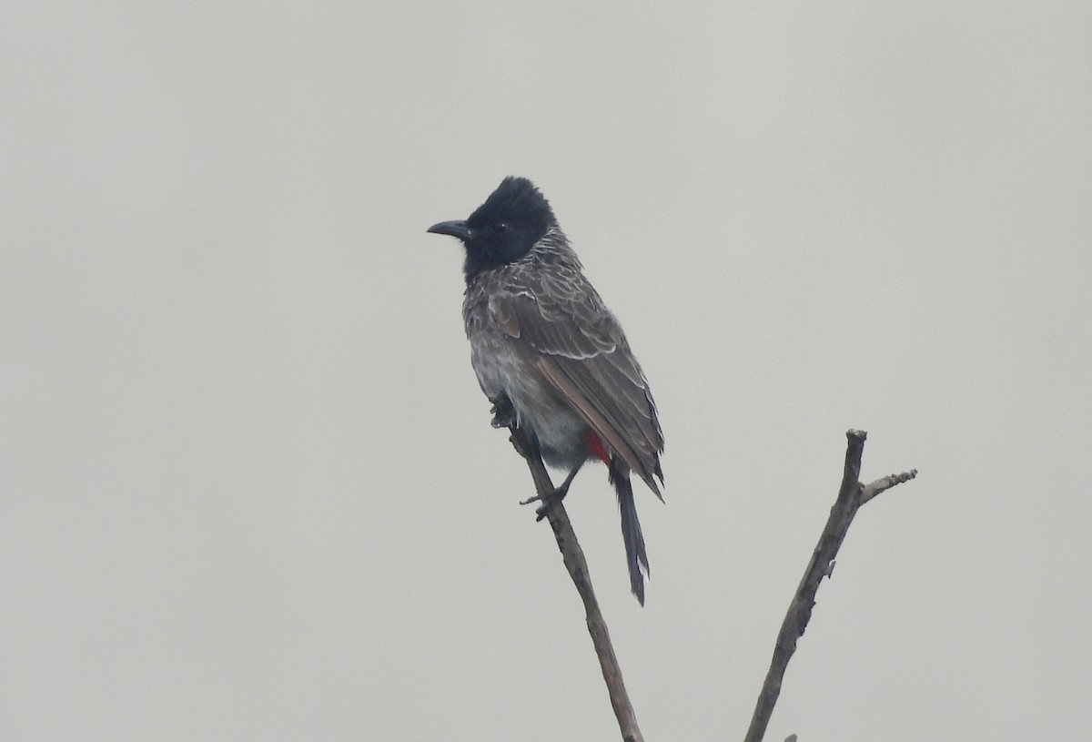 Red-vented Bulbul - ML644520334