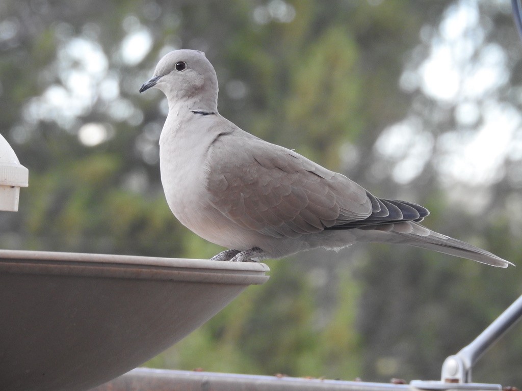 Eurasian Collared-Dove - ML644520341