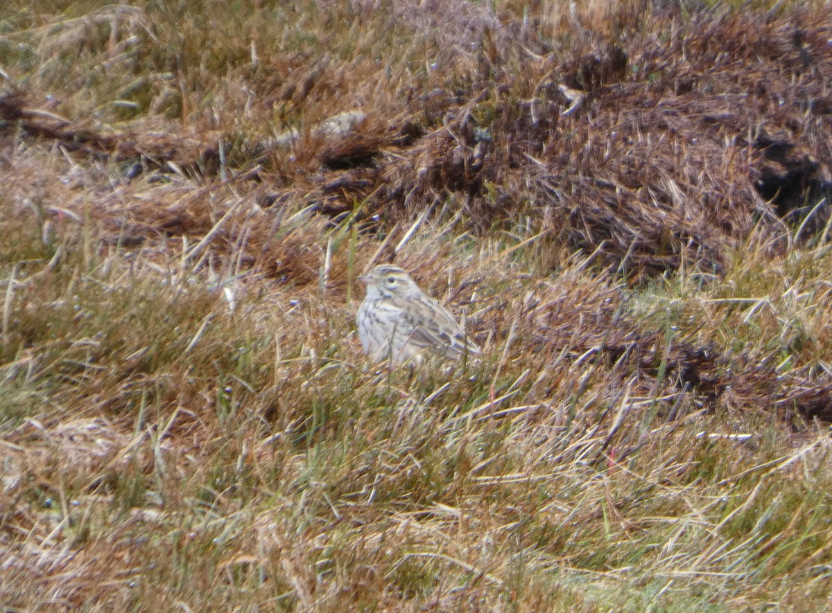 Australian Pipit - ML644520366