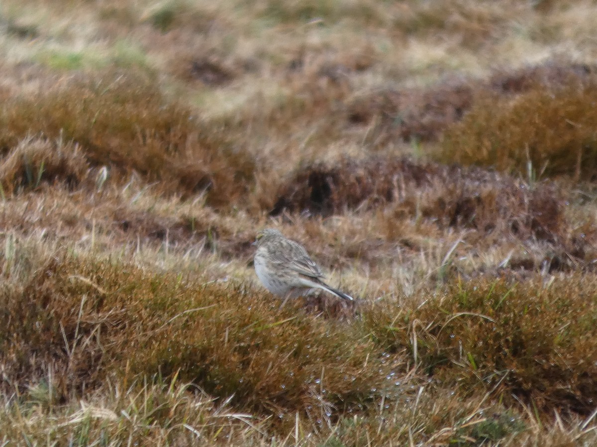 Australian Pipit - ML644520368