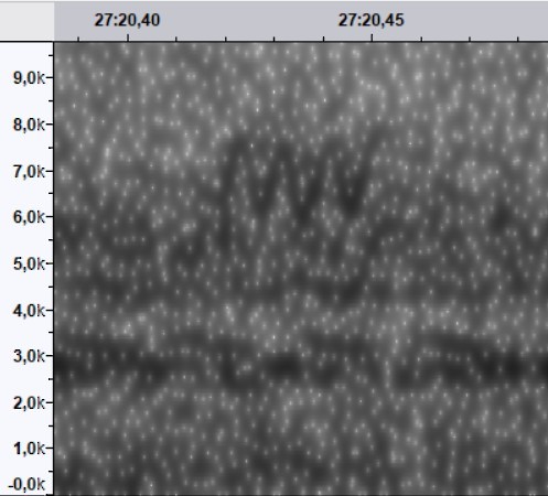 new world warbler sp. - ML644520369