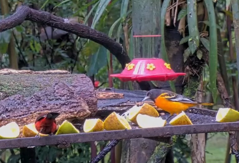 Oriole de Baltimore - ML644520372