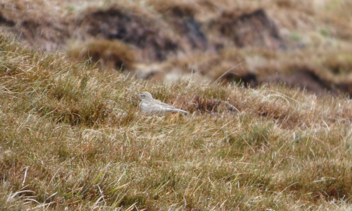 Flame Robin - ML644520373