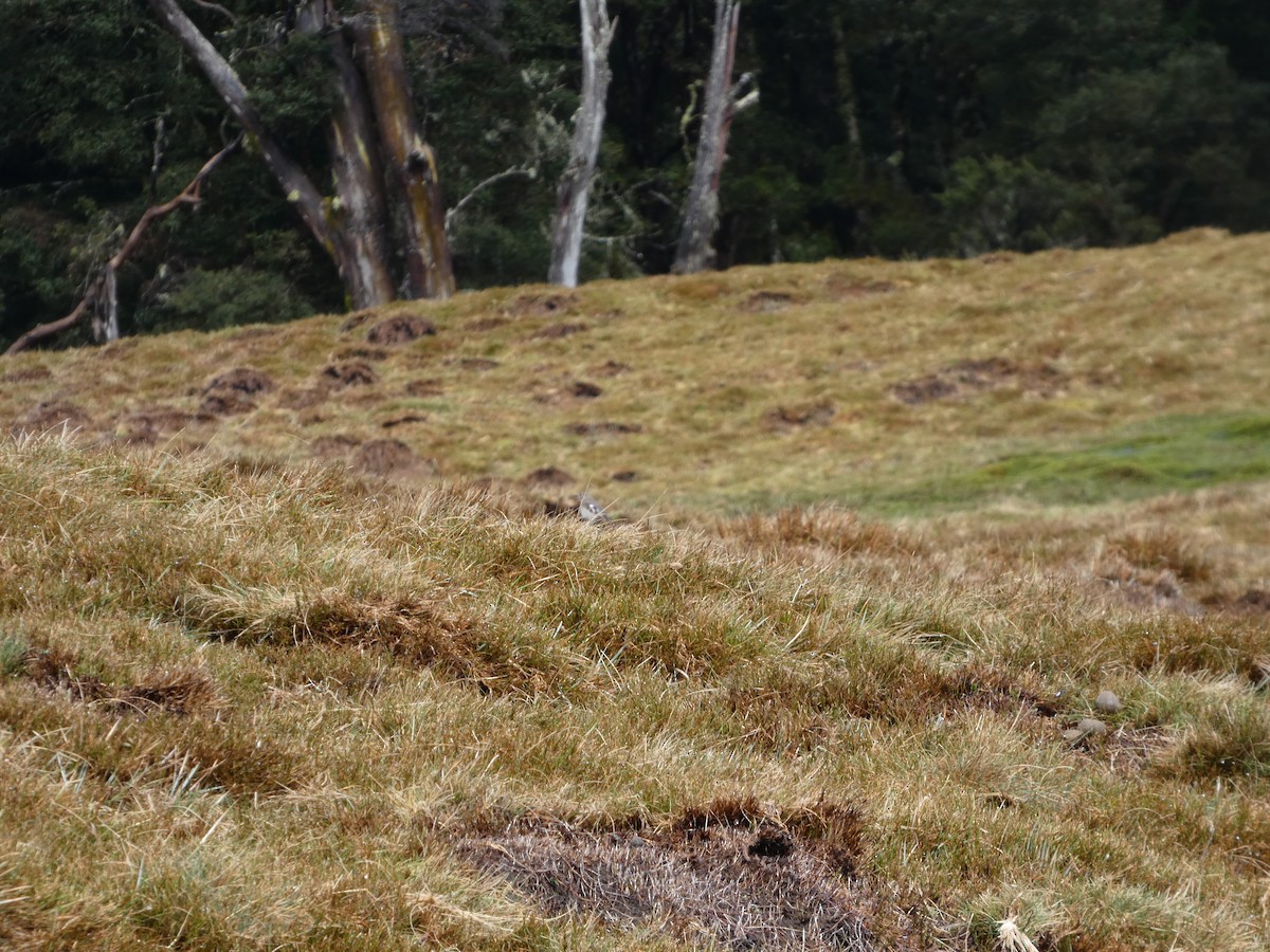 Flame Robin - ML644520374