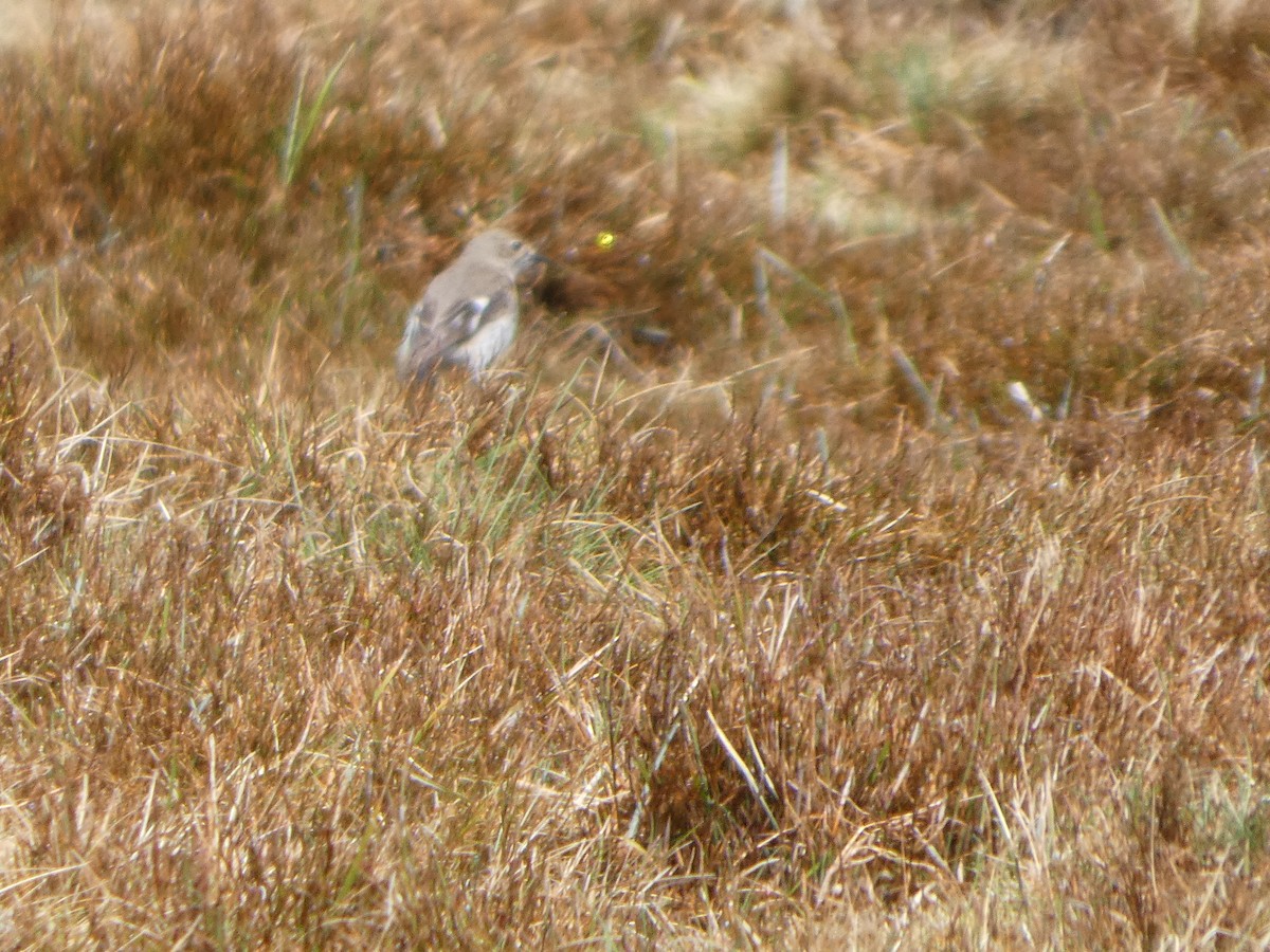 Flame Robin - ML644520375