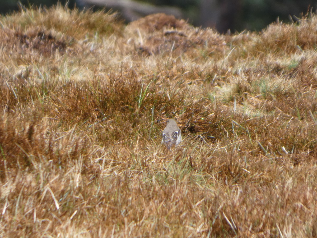 Flame Robin - ML644520376