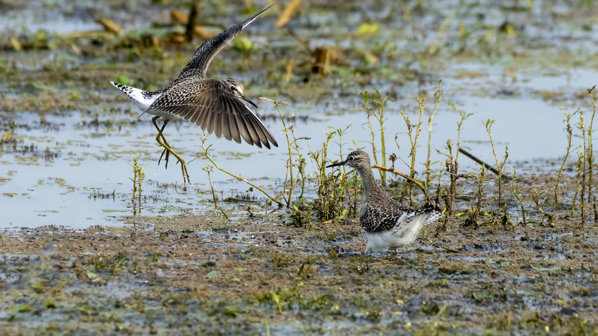 Wood Sandpiper - ML644520385