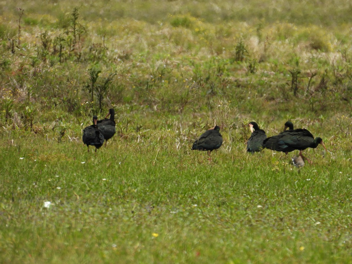Bare-faced Ibis - ML644520390