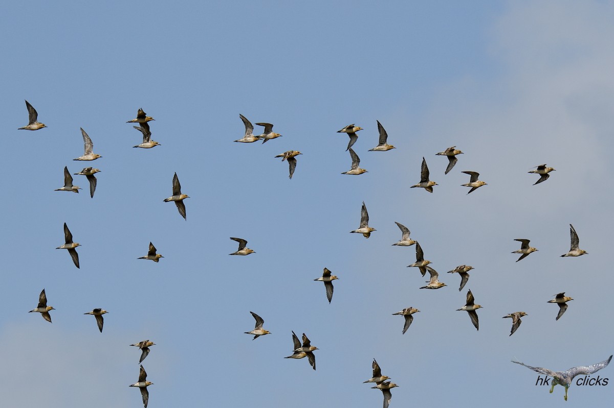 Pluvier fauve - ML644520393