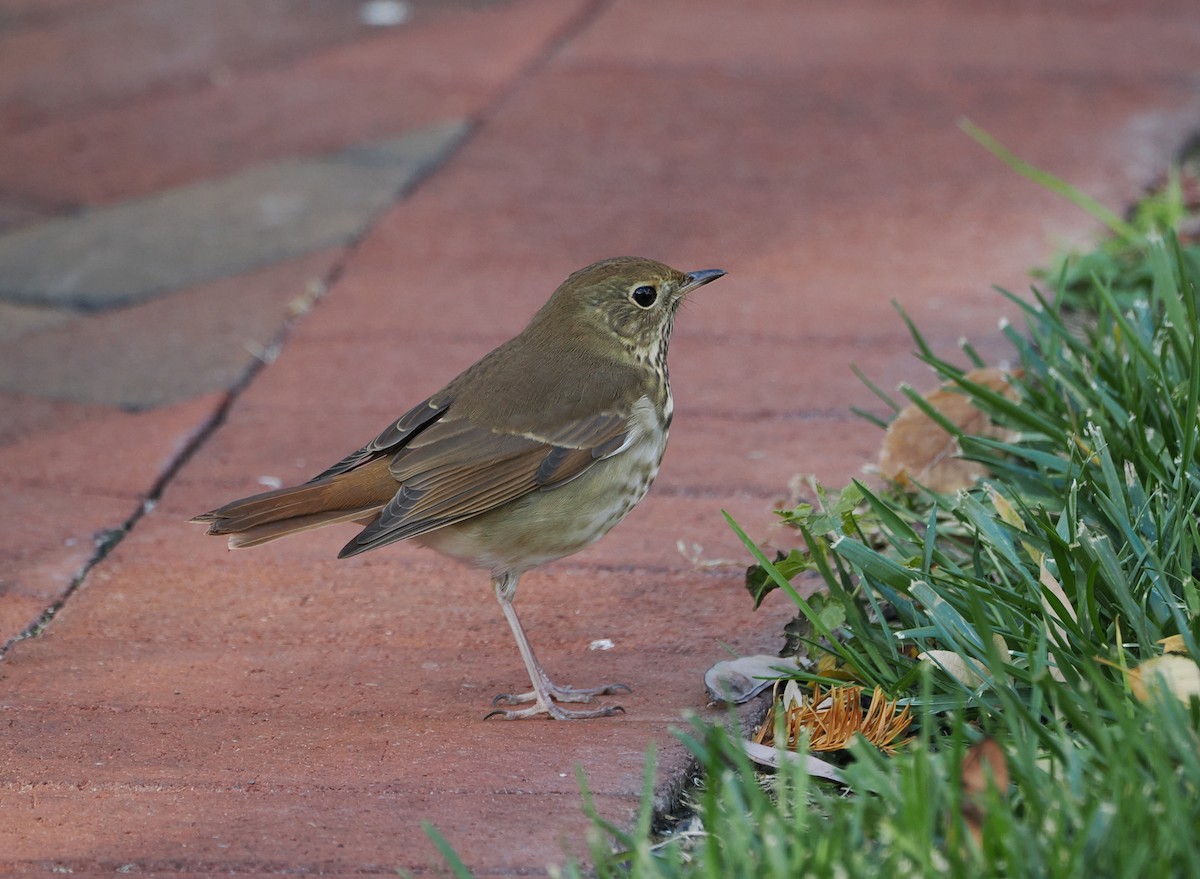 Grive solitaire - ML644520394