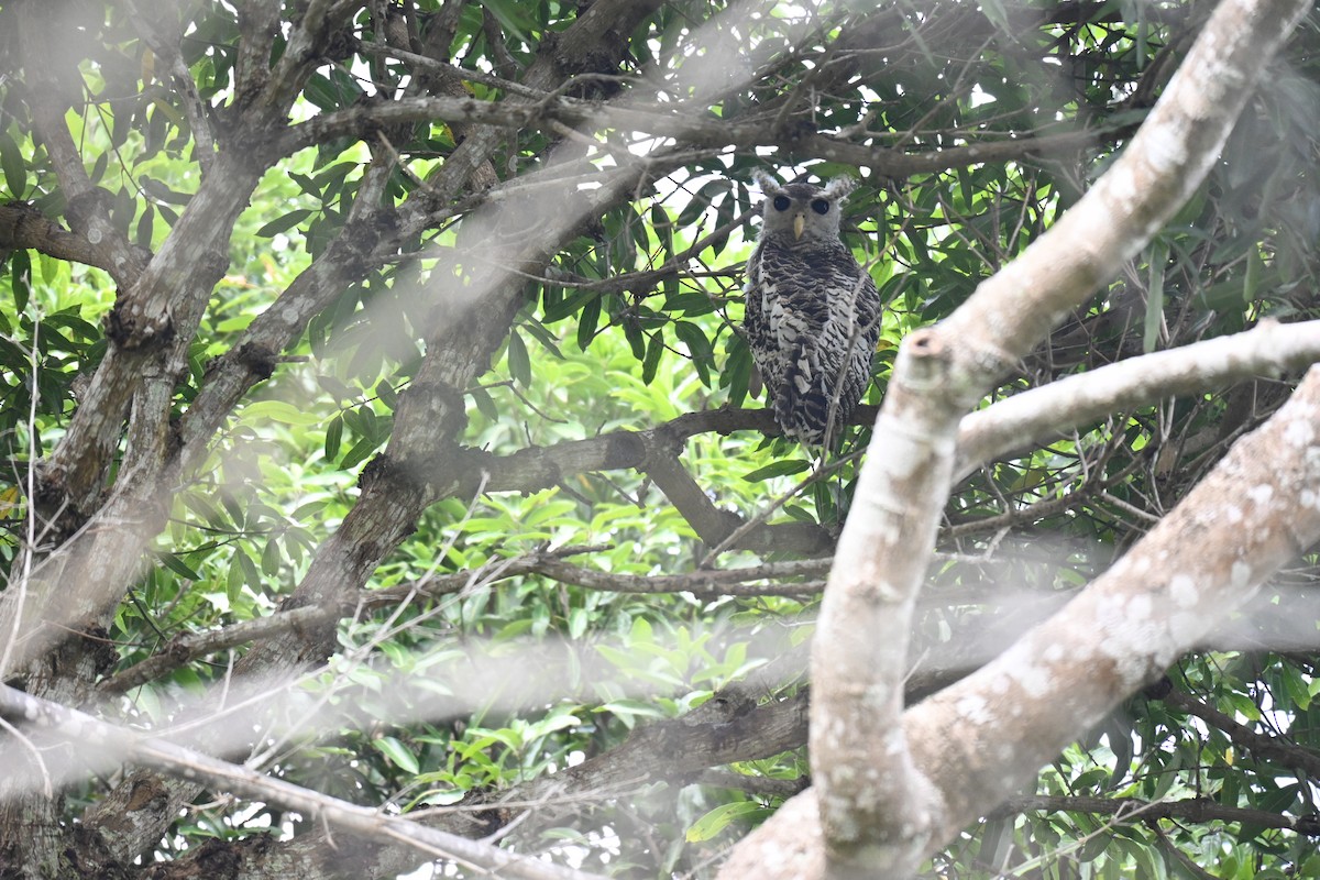 Spot-bellied Eagle-Owl - ML644520399