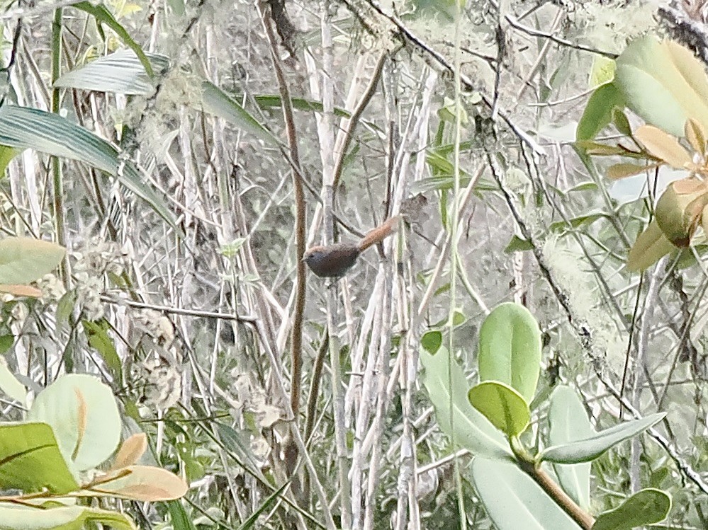 Azara's Spinetail - ML644520400