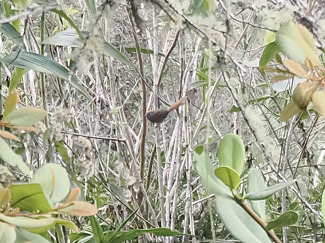 Azara's Spinetail - ML644520401