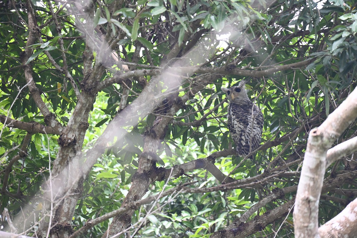Spot-bellied Eagle-Owl - ML644520402