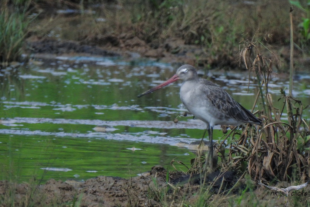 Black-tailed Godwit - ML644520404