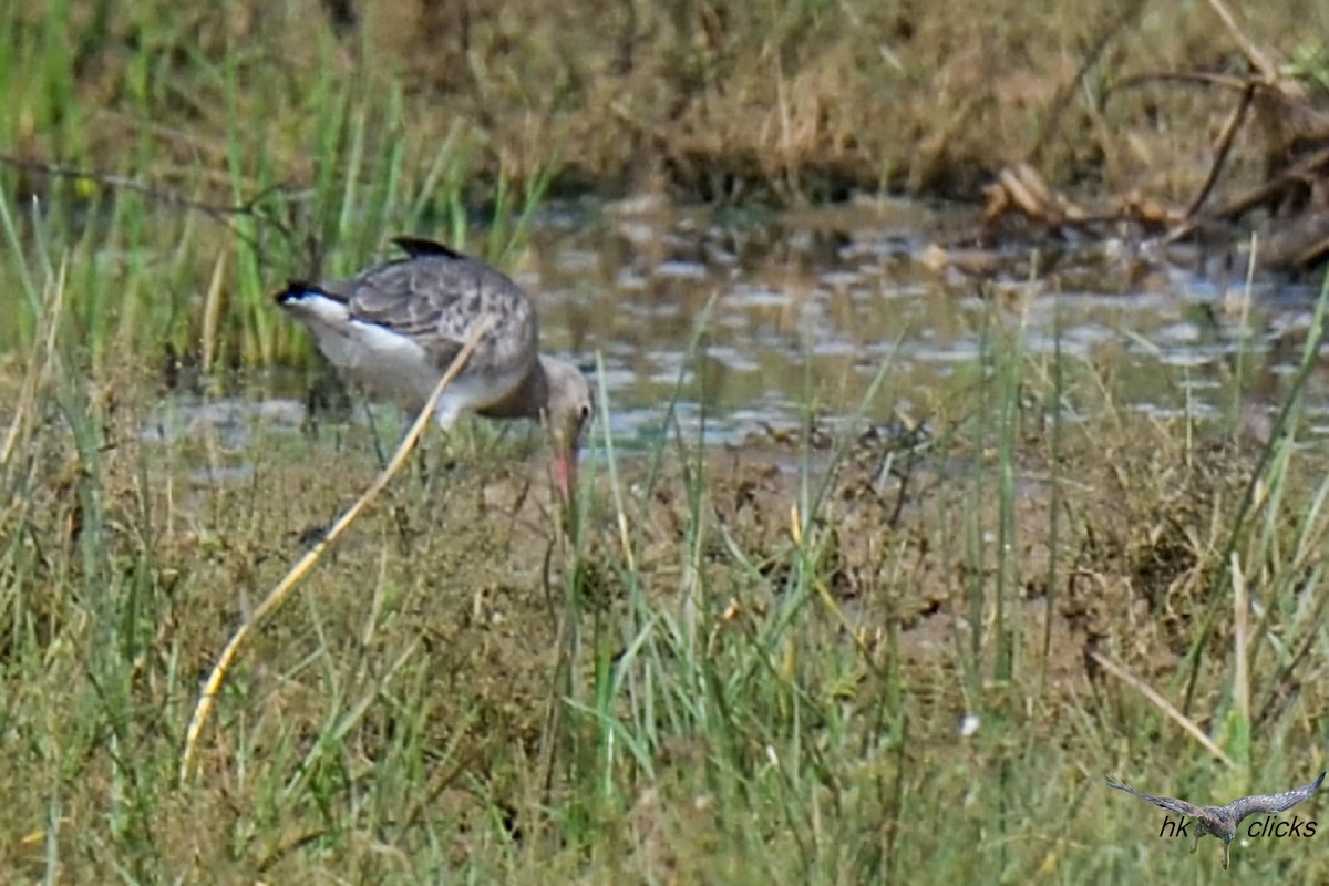 Black-tailed Godwit - ML644520405