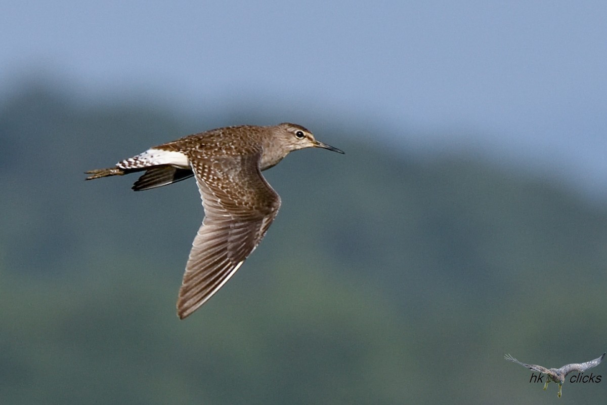 Wood Sandpiper - ML644520413