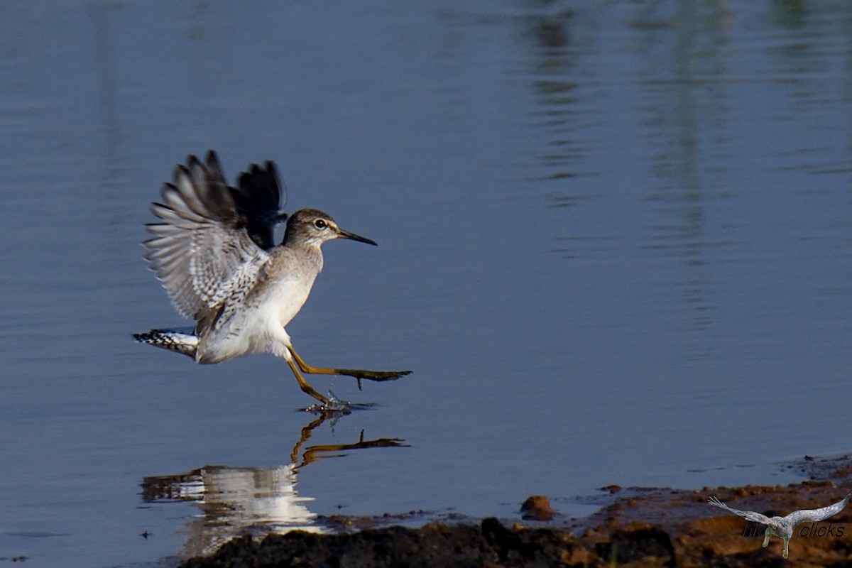 Wood Sandpiper - ML644520414
