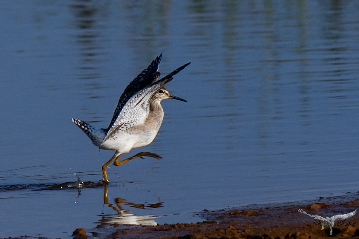 Wood Sandpiper - ML644520415
