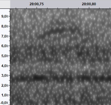 new world warbler sp. - ML644520422