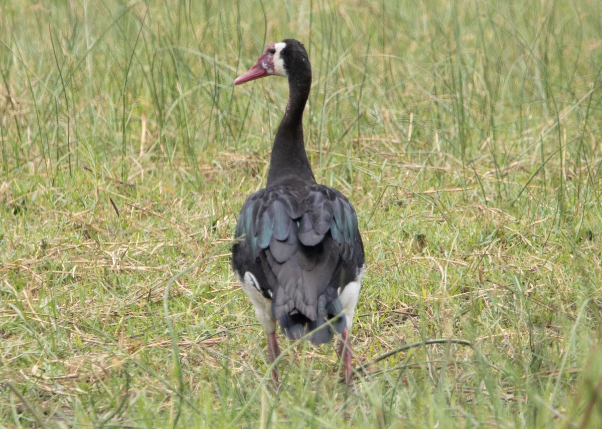 Spur-winged Goose - ML644520431