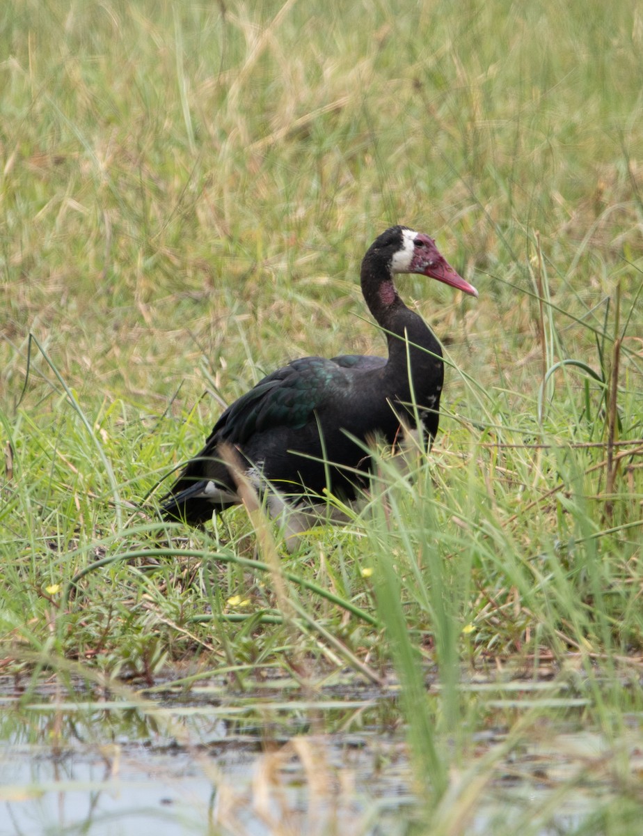 Spur-winged Goose - ML644520432