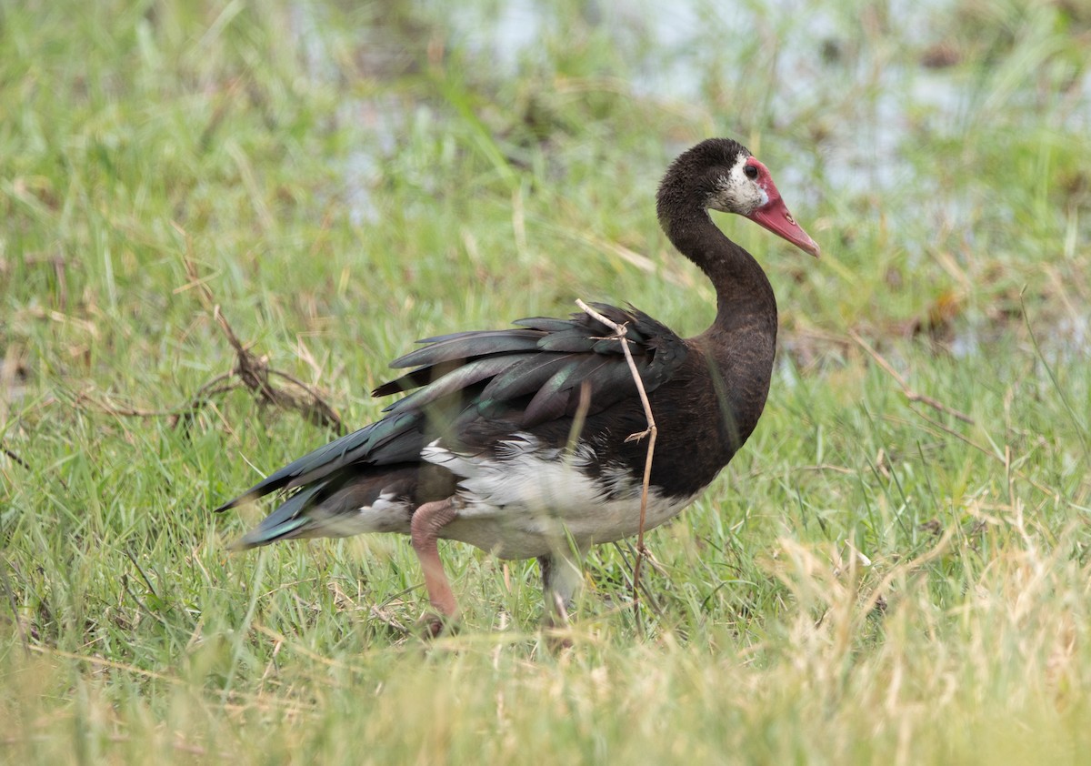 Spur-winged Goose - ML644520433