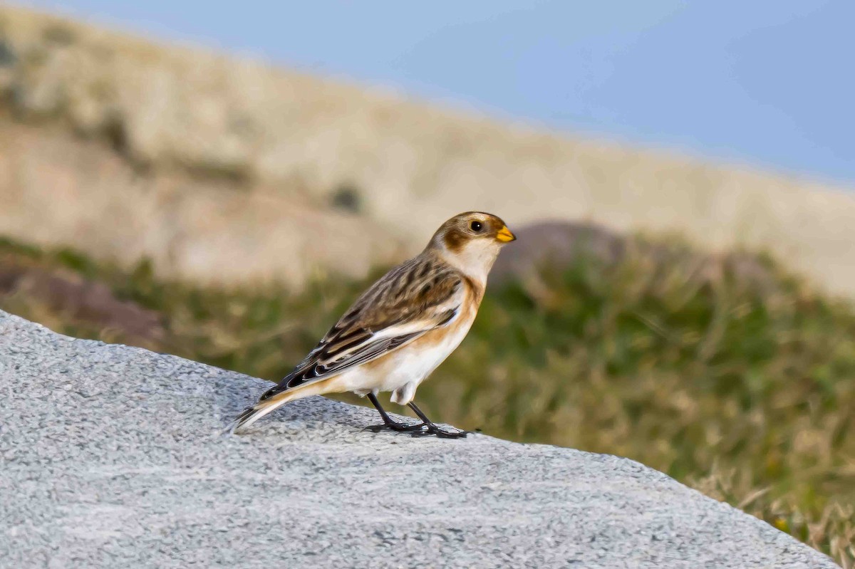 Snow Bunting - Frank King