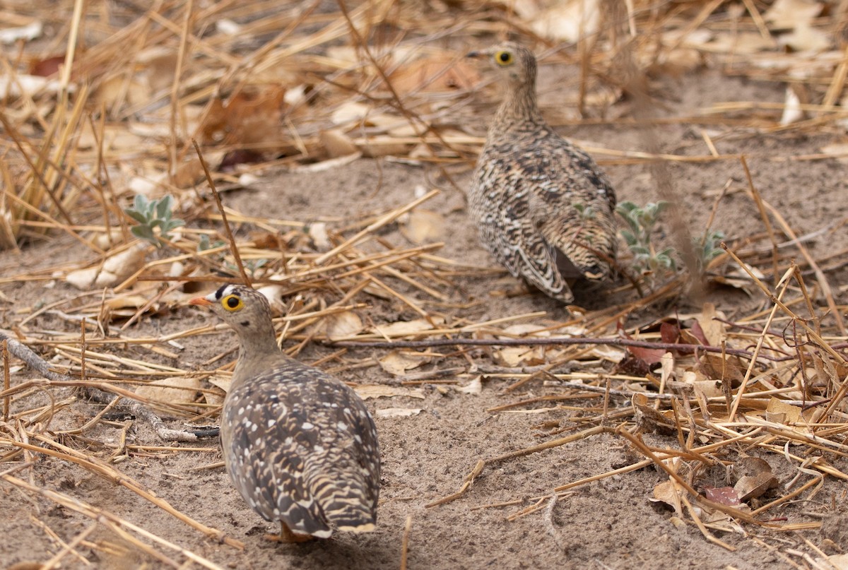 Double-banded Sandgrouse - ML644520443