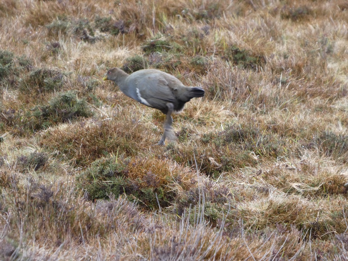 Tasmanian Nativehen - ML644520444