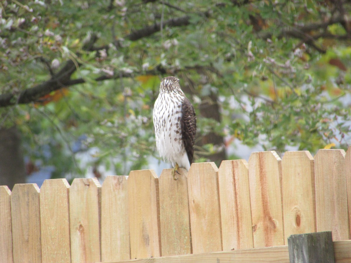 Buse à épaulettes - ML644520445