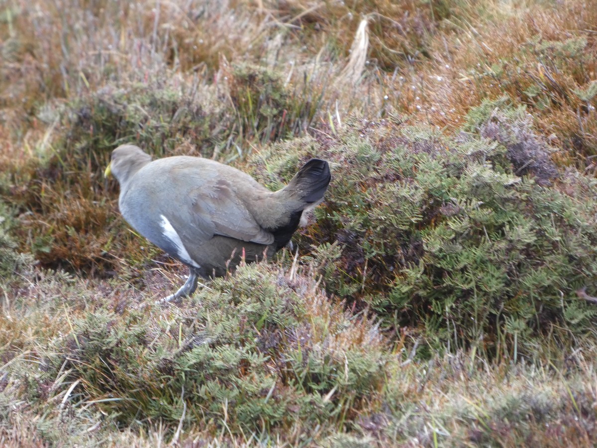 Tasmanian Nativehen - ML644520446
