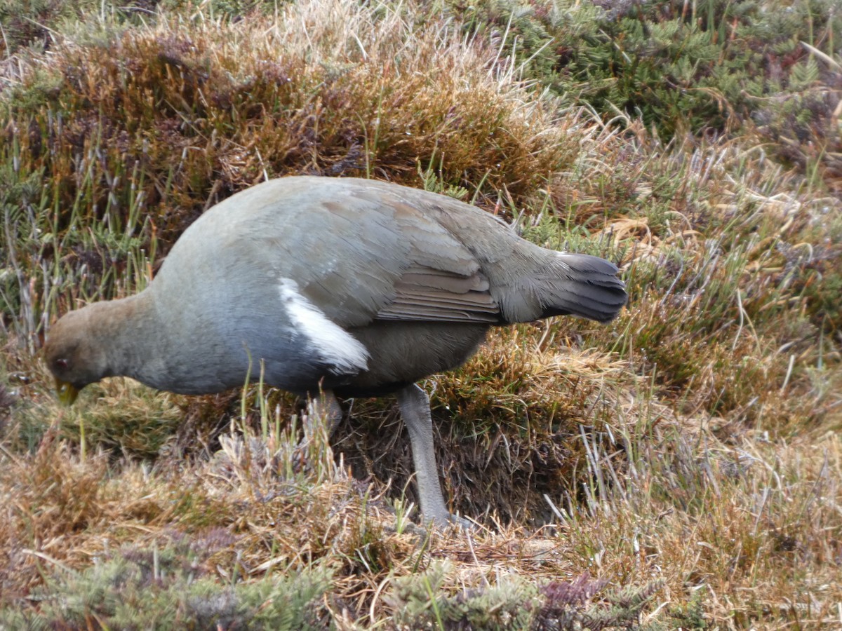 Tasmanian Nativehen - ML644520447