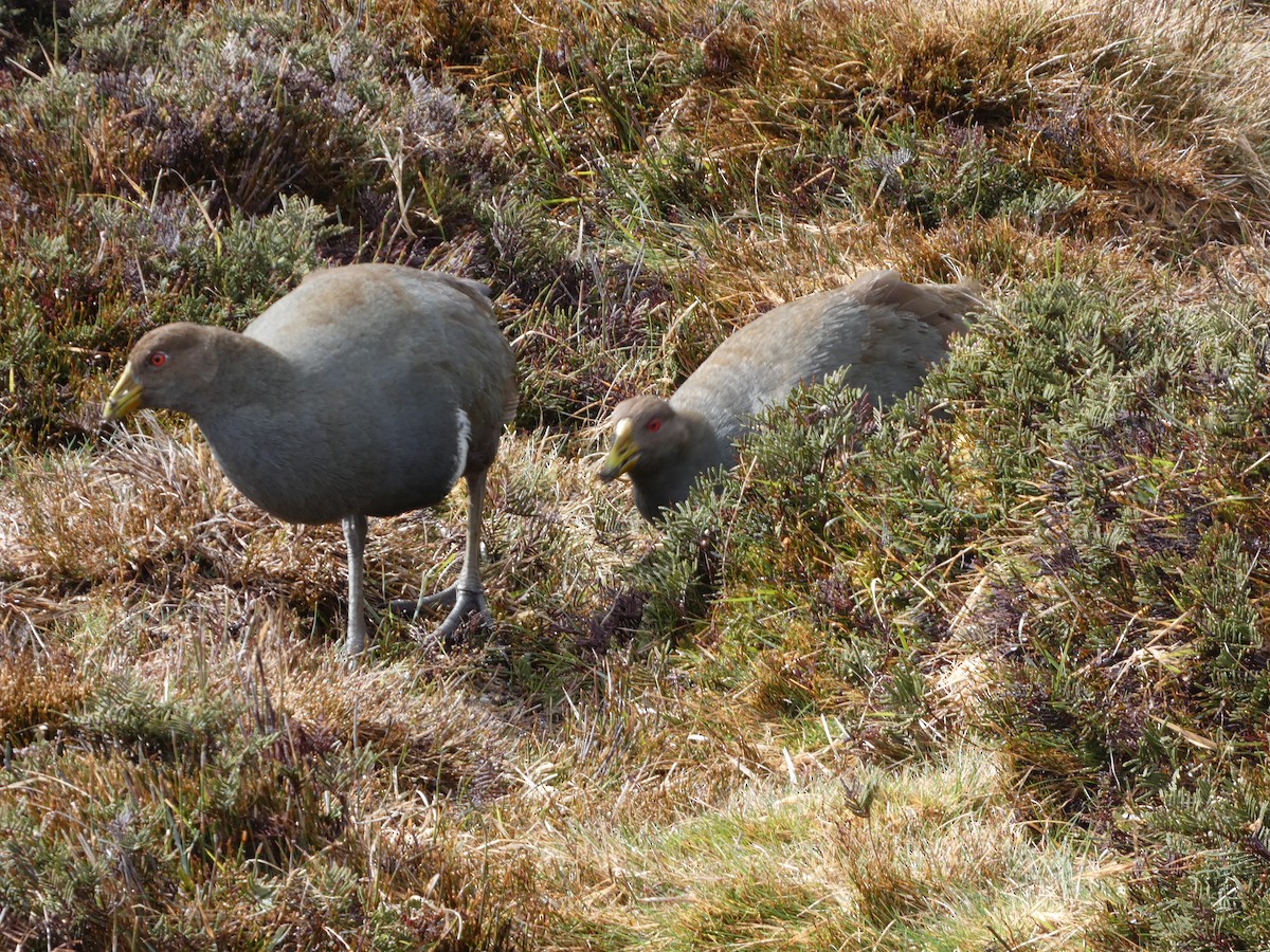 Tasmanian Nativehen - ML644520448