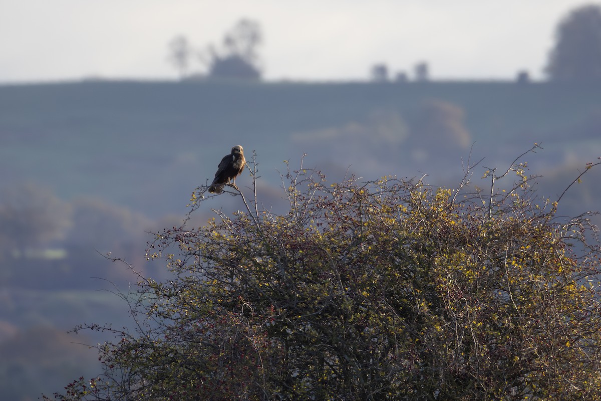 西方澤鵟 - ML644520453