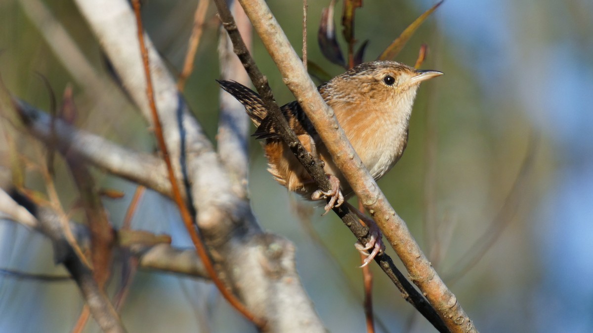 Sedge Wren - ML644520454