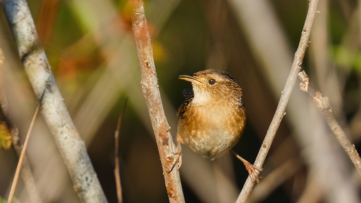 Sedge Wren - ML644520456