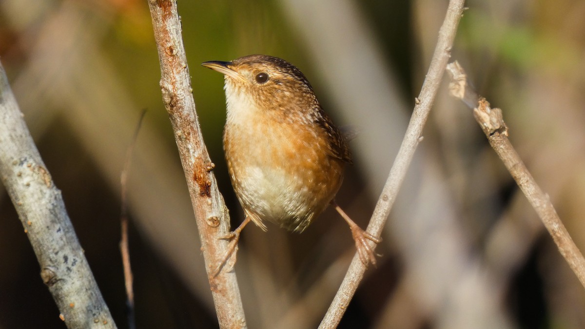 Sedge Wren - ML644520458