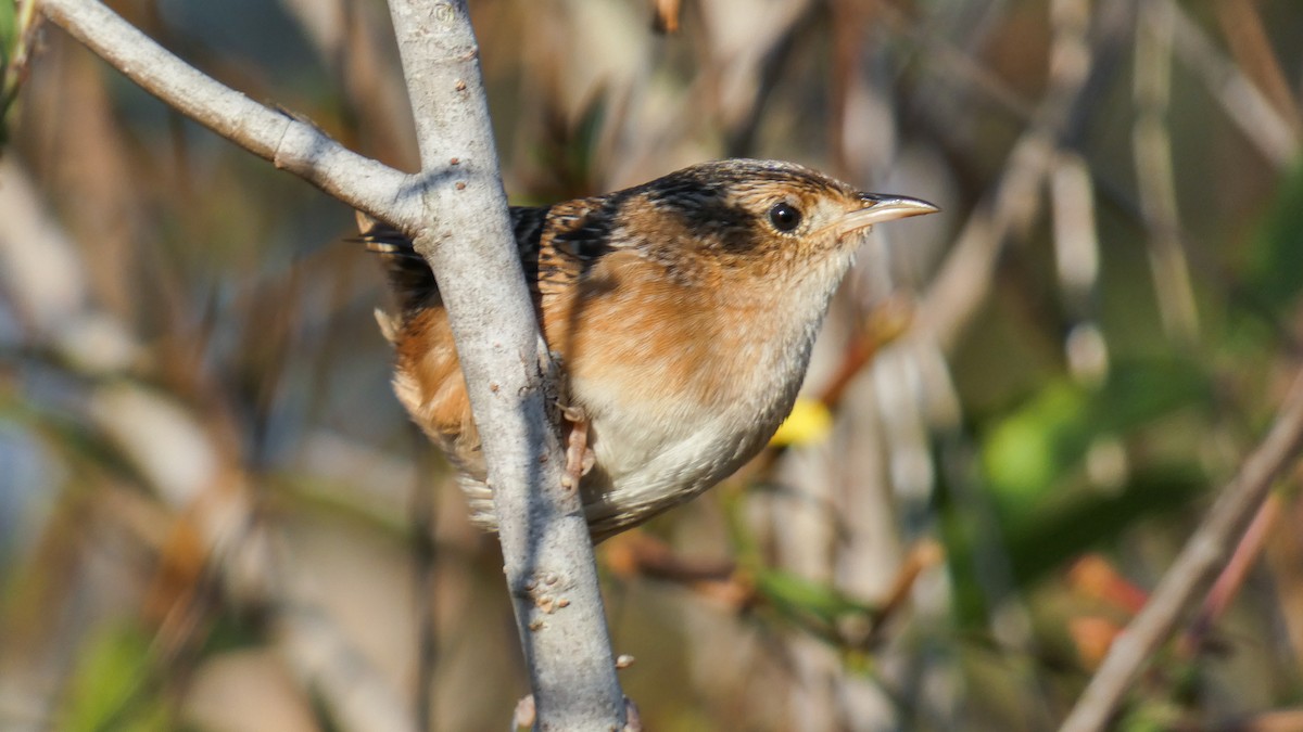Sedge Wren - ML644520460