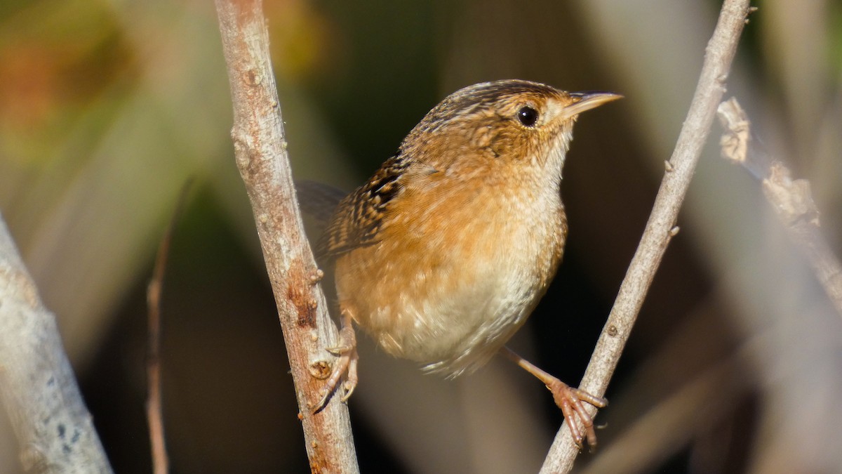 Sedge Wren - ML644520461