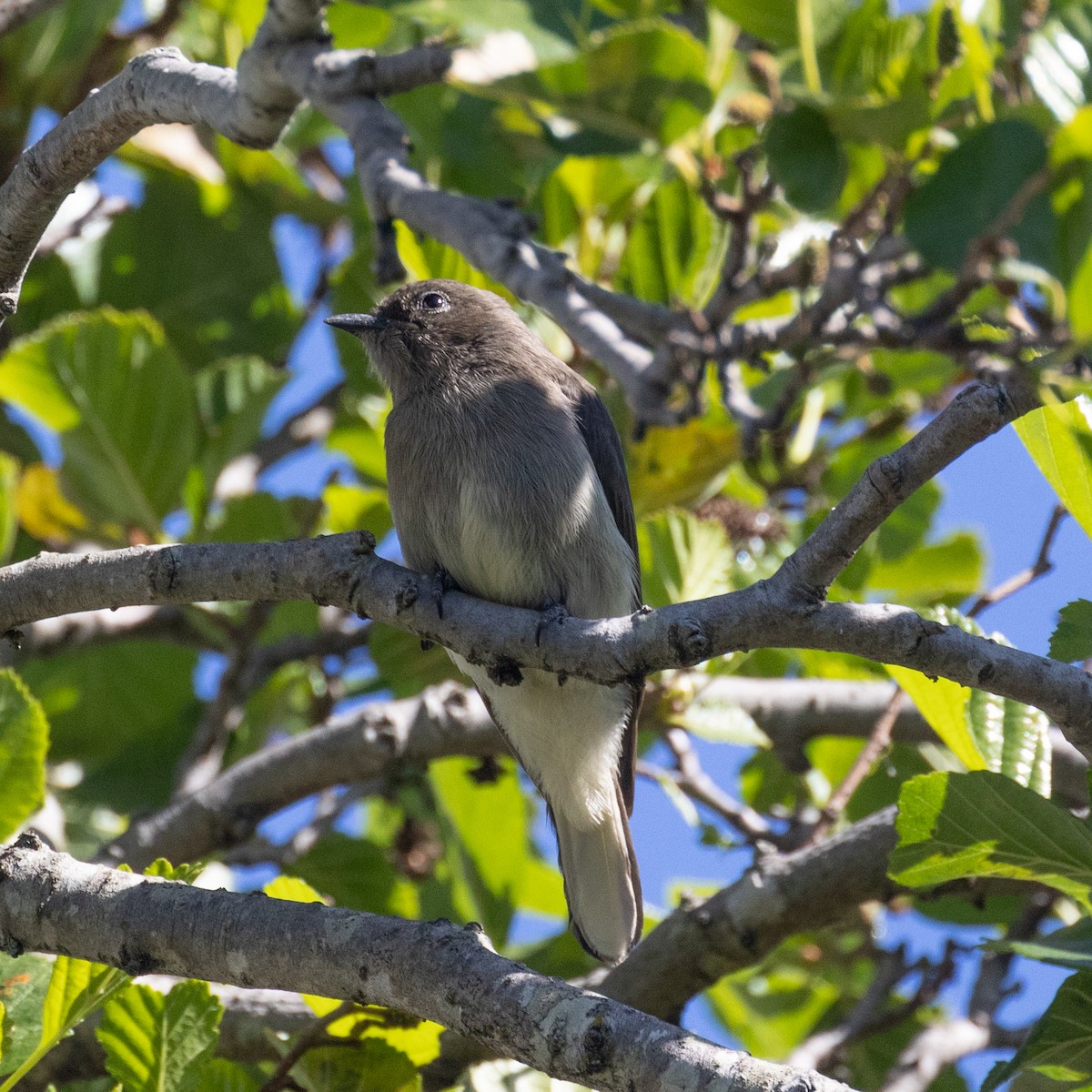 ヒメミツオシエ - ML644520471