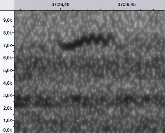 Ovenbird - ML644520472