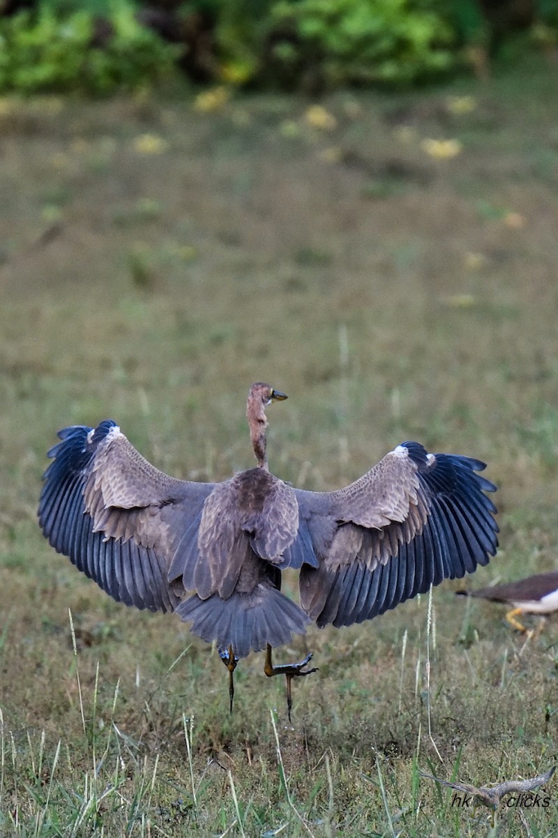 ムラサキサギ - ML644520474