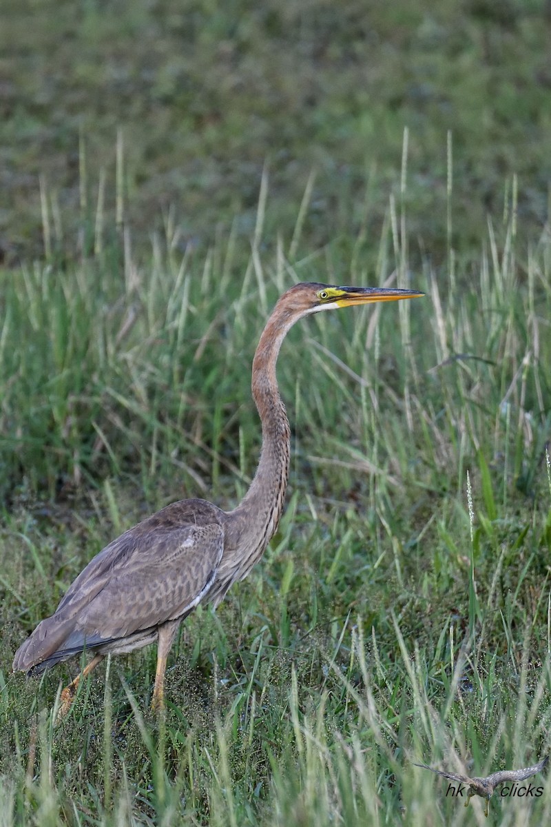 ムラサキサギ - ML644520475