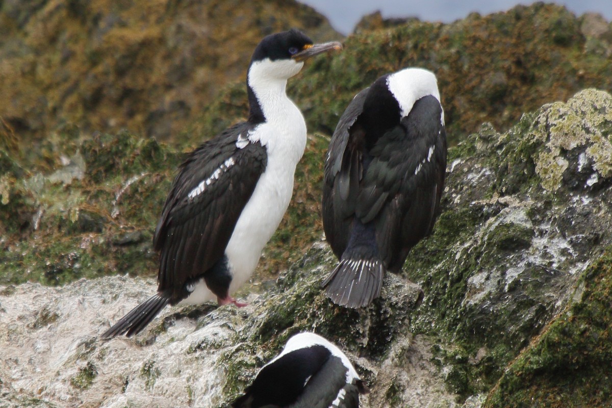 Imperial Cormorant (Macquarie) - ML644520482